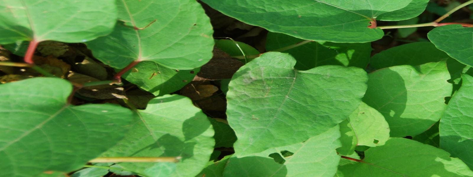 The Knotweed Terminator