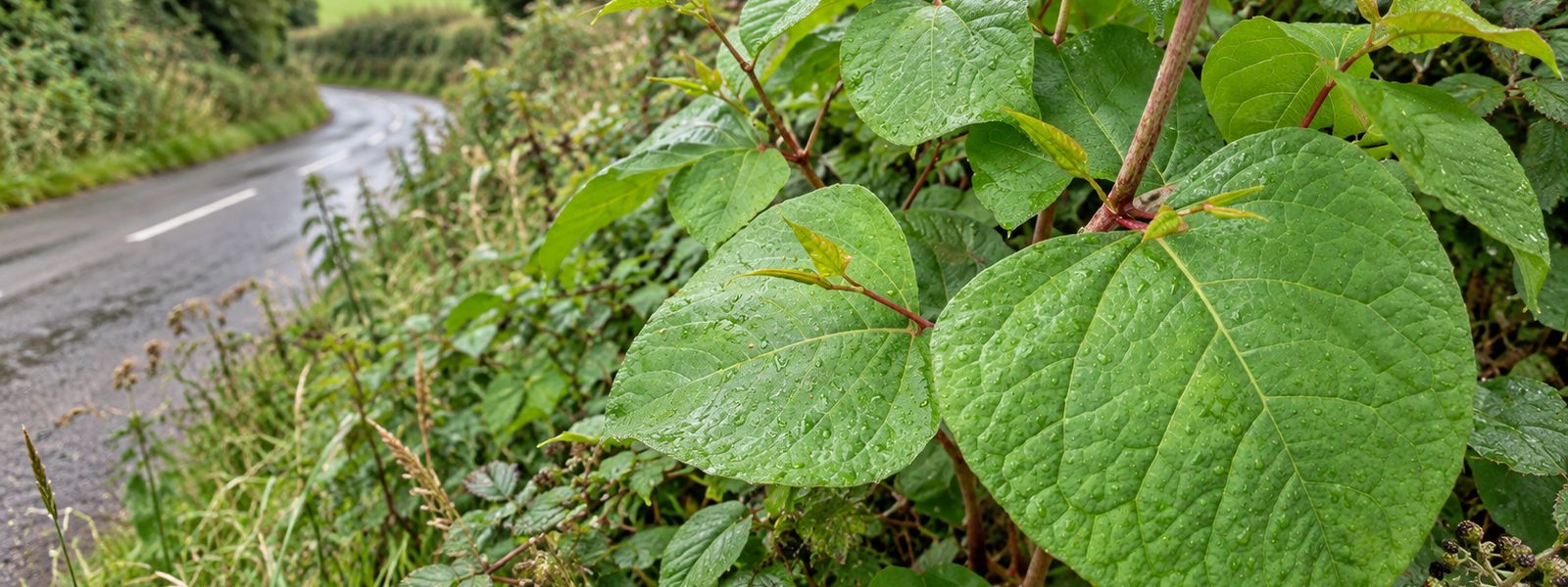 Knotweed Removal in the South East