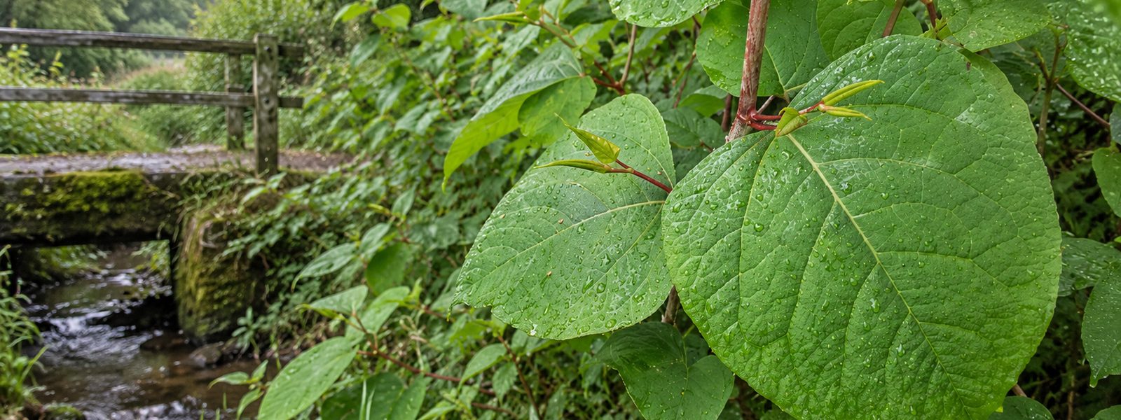 Knotweed Removal in the South West